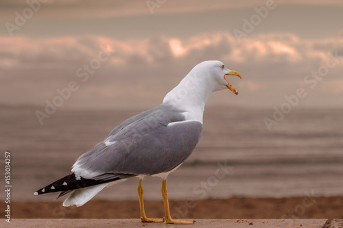 Obraz na plátně goéland criant en bord de mer