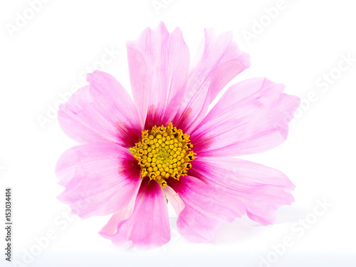 Cosmos flower on a white background