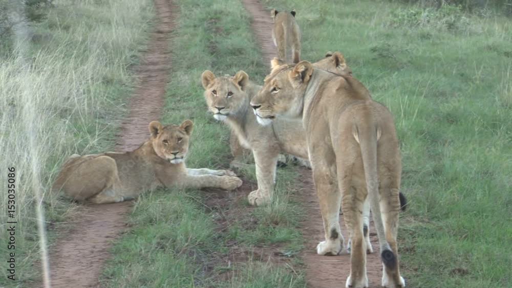 Group lions