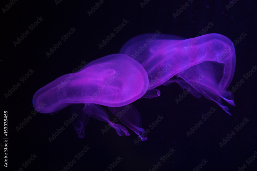 jellyfish are highlighted in purple jellyfish are highlighted in purple