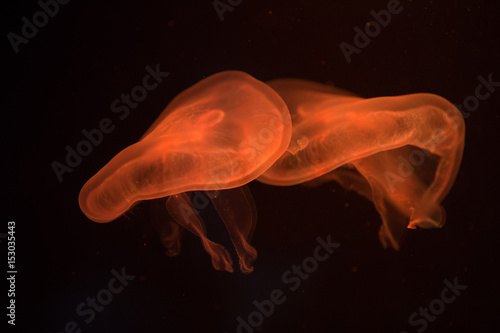 Jellyfish with orange backlight on black background