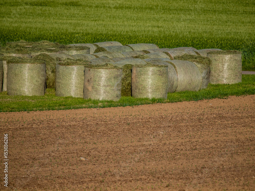 Wallpaper Mural Frische Strohrollen Torontodigital.ca