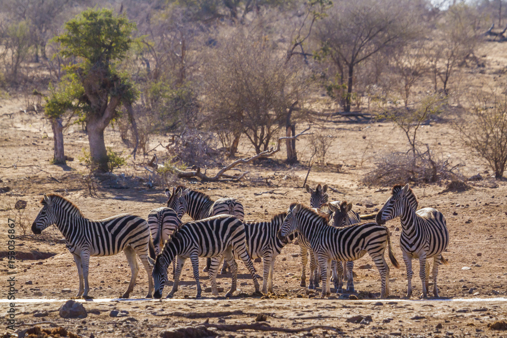 Obraz premium Plains zebra in Kruger National park, South Africa