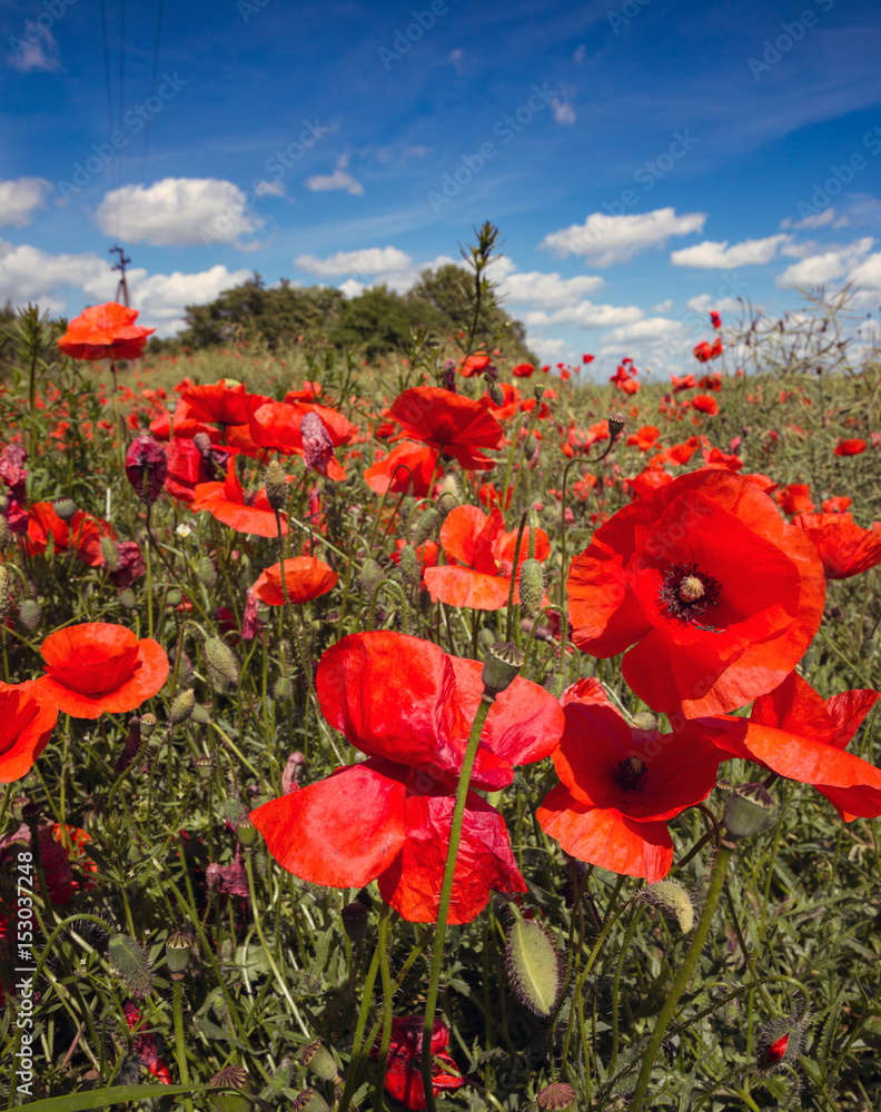 Obraz premium poppy field