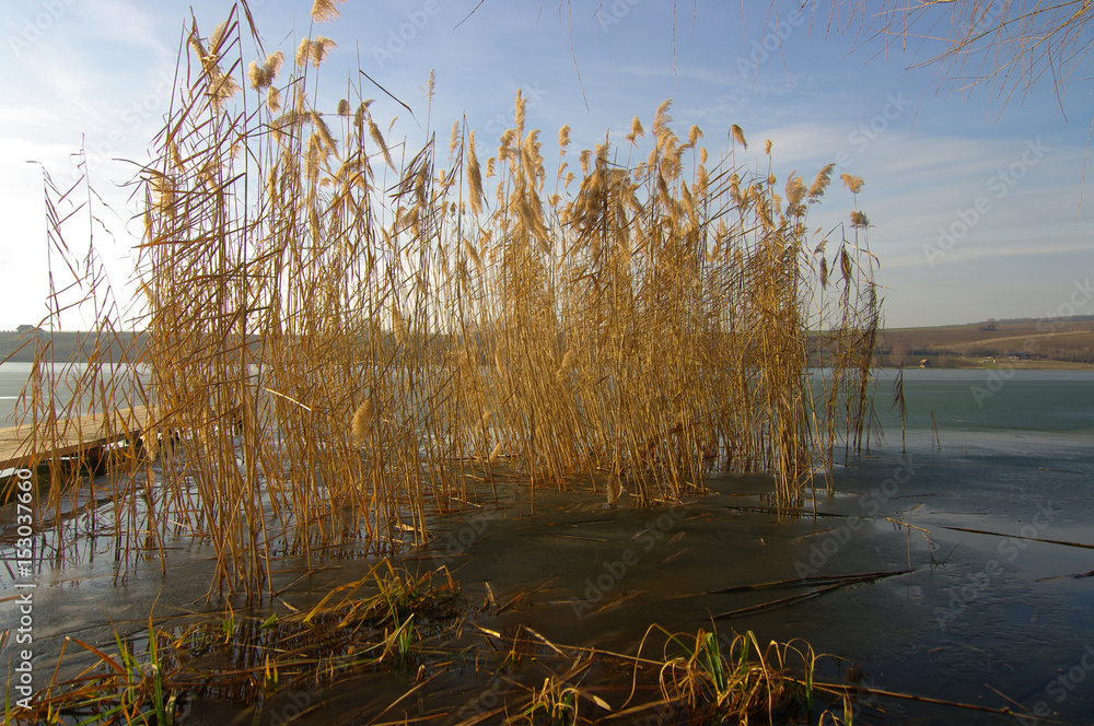 Reeds on a frozen lake Reeds on a frozen lake