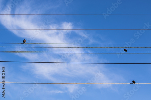 3 birds resting on powerlines against blue sky