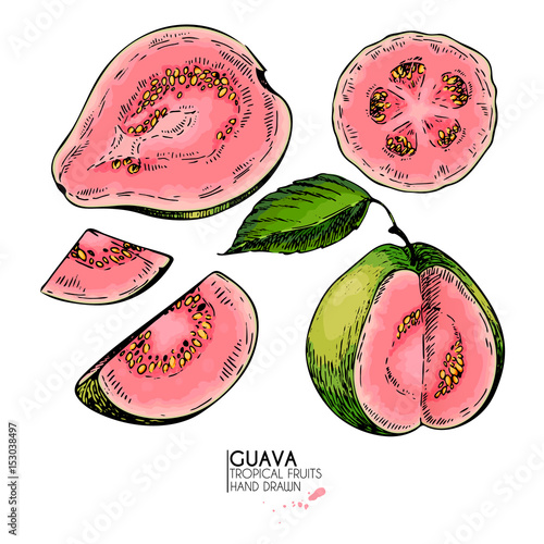 Vector hand drawn set of exotic fruits. Isolated guava. Engraved colored art. Delicicous tropical vegetarian objects.