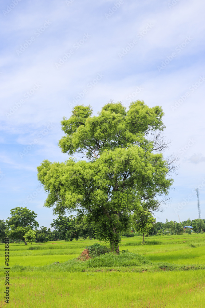 Fototapeta premium Cornfield in thailand