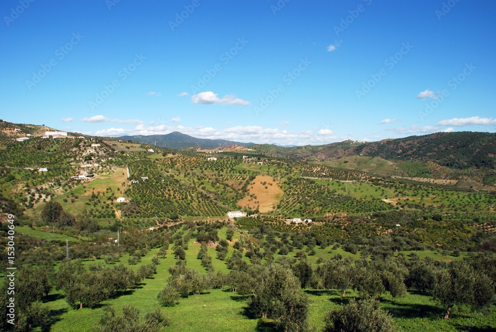 View of olive groves in the Spanish countryside, Casarabonela, Spain.