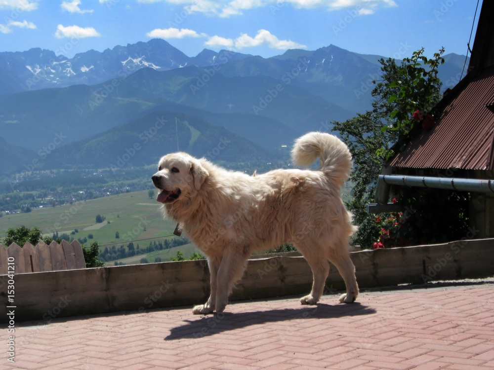 Tatra Shepherd Dog