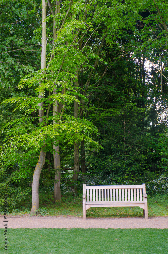 Bench seat under tall trees Bench seat under tall trees