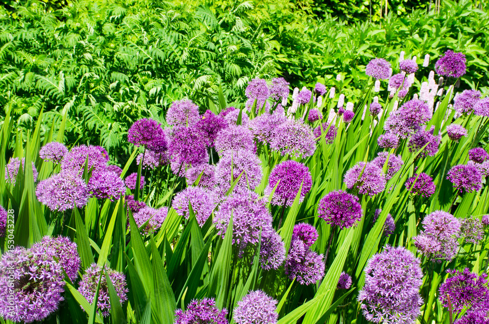 Obraz premium Group of large purple Alliums