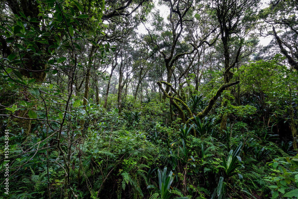 Regenwald im Hochland von Mpumalanga Regenwald im Hochland von Mpumalanga