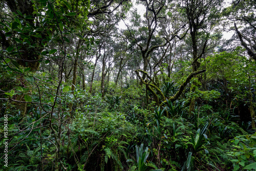 Regenwald im Hochland von Mpumalanga