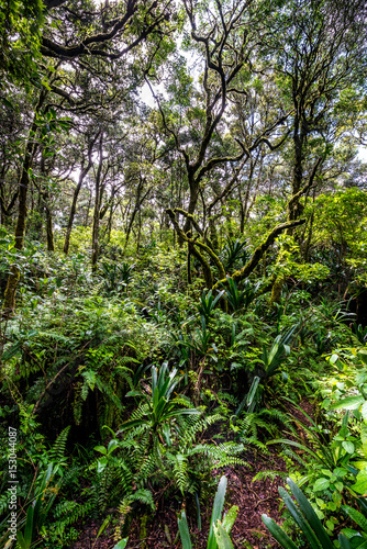 Regenwald im Hochland von Mpumalanga
