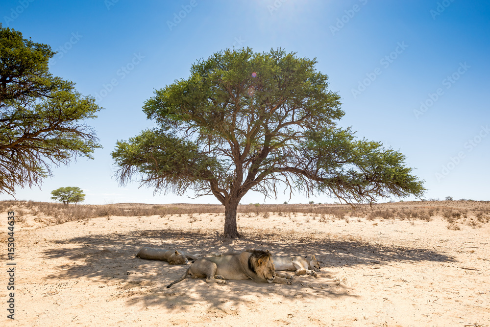 dösendes Löwenrudel unter Baum in der Kalahari dösendes Löwenrudel unter Baum in der Kalahari