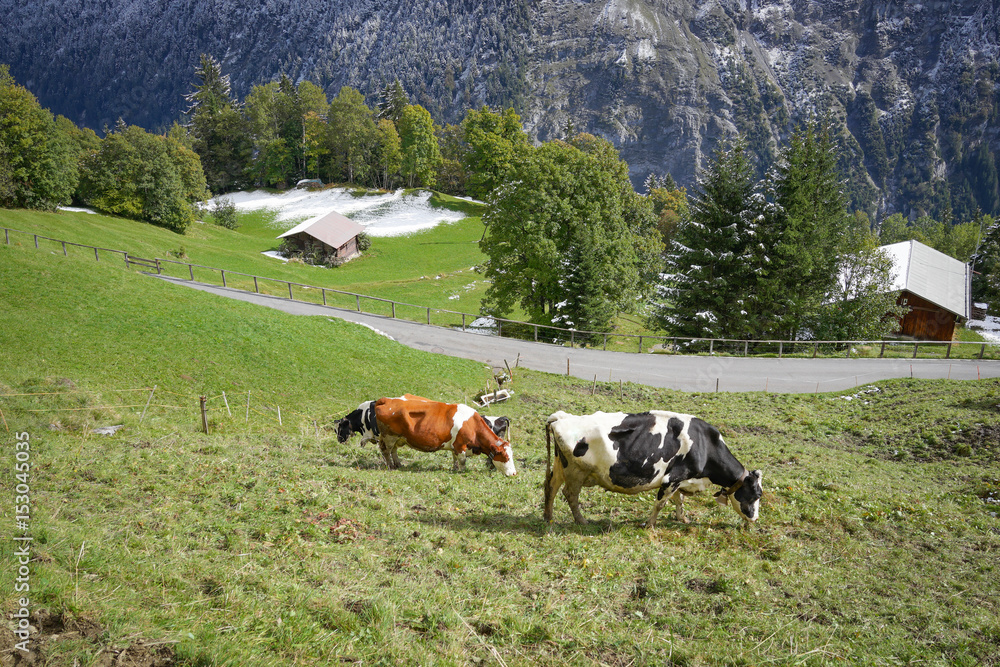 Cows eating on meadows sunshine with landscape in the snow Alps mountain, autumn Switzerland