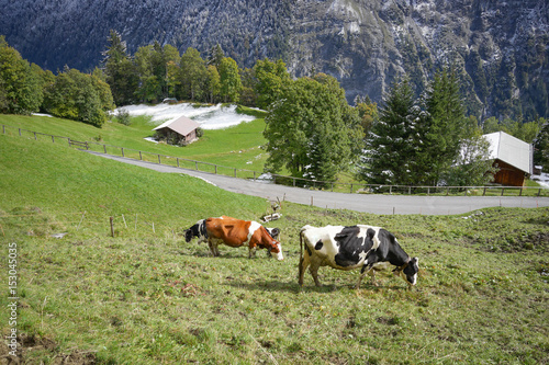 Cows eating on meadows sunshine with landscape in the snow Alps mountain, autumn Switzerland