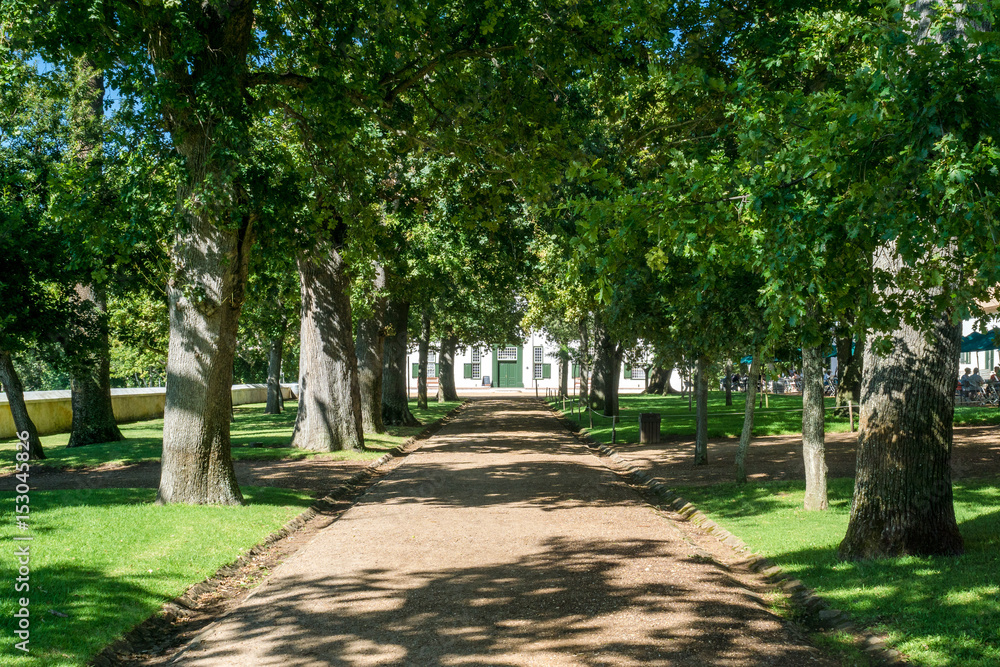 Fototapeta premium Allee beim Weingut Groot Constantia nahe Kapstadt