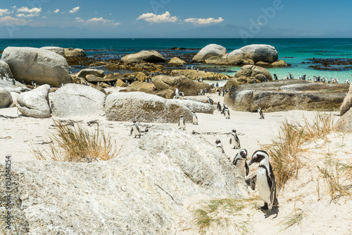 Brillenpinguine am Strand vom Boulders Beach, nahe Kapstadt photo