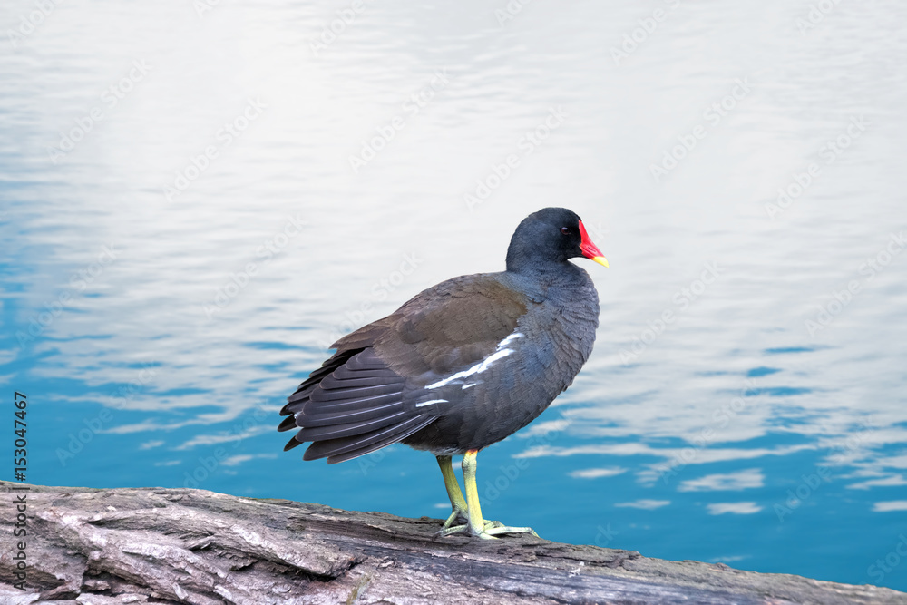 Gallinule poule-d'eau -Gallinula chloropus Gallinule poule-d'eau -Gallinula chloropus