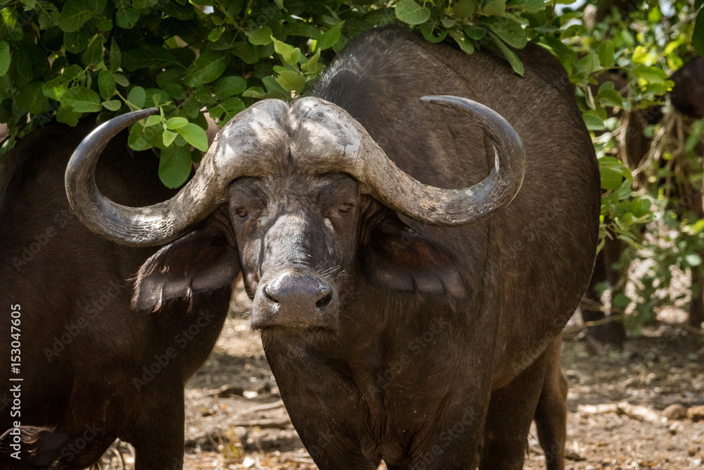Obraz premium Kaffernbüffel