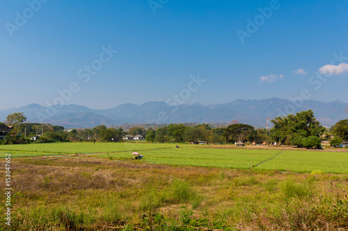 Rice fields in Pai village