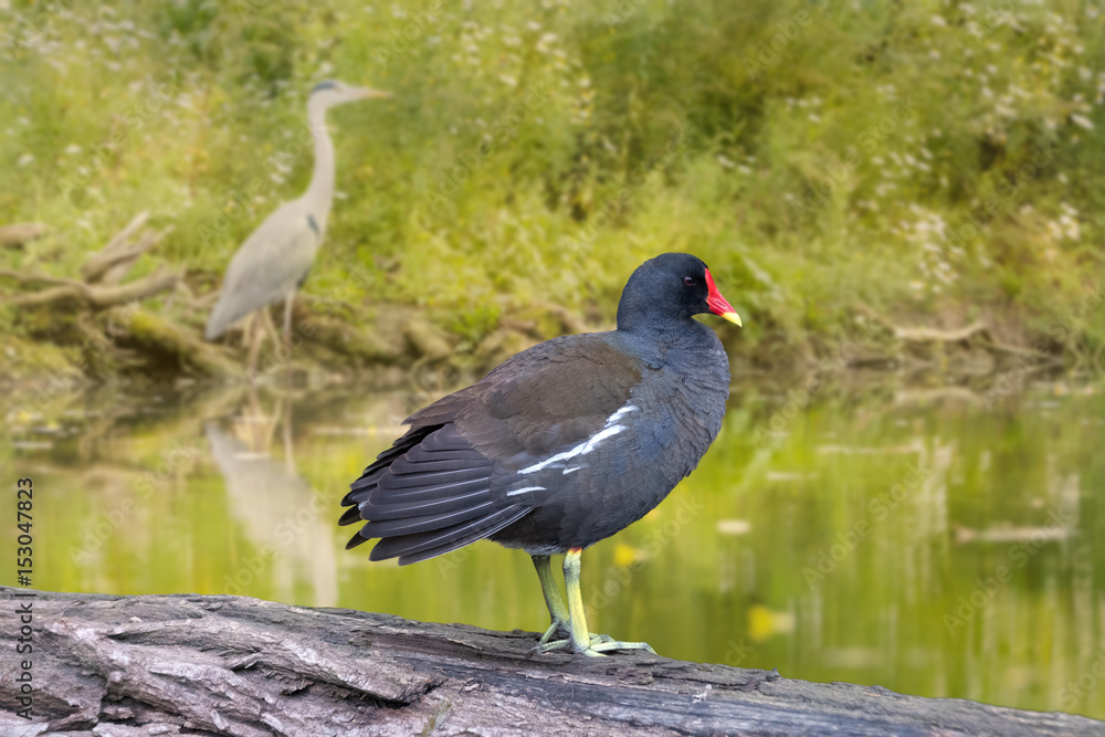 Naklejka premium Gallinule poule-d'eau -Gallinula chloropus