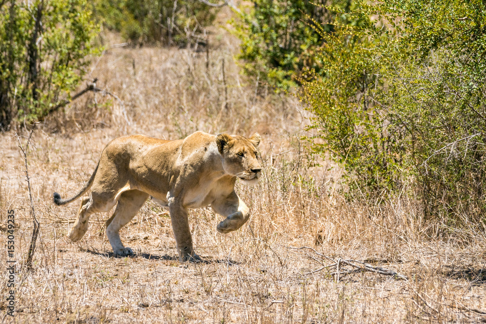 sprintende Löwin auf Safari im Krüger Nationalpark sprintende Löwin auf Safari im Krüger Nationalpark