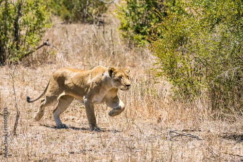 Fototapeta Naklejka Na Ścianę i Meble -  sprintende Löwin auf Safari im Krüger Nationalpark