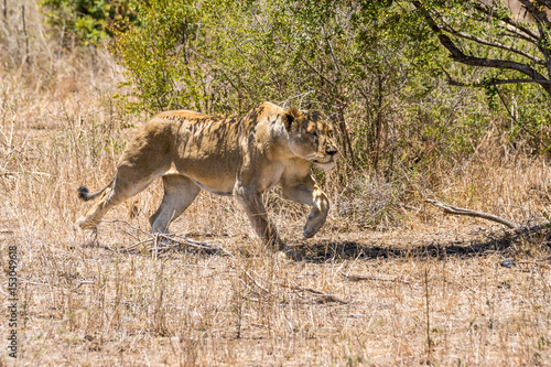 sprintende Löwin auf Safari im Krüger Nationalpark © schame87