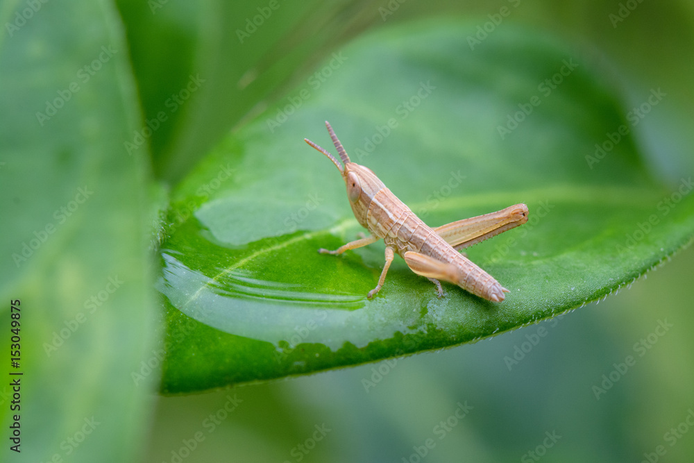 Springtime. Macro shot of a brown grasshopper sitting on a green blade with water drops. Springtime. Macro shot of a brown grasshopper sitting on a green blade with water drops.