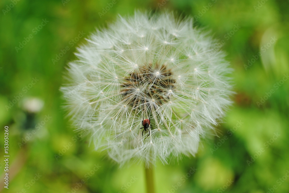Fototapeta premium Pissenlit