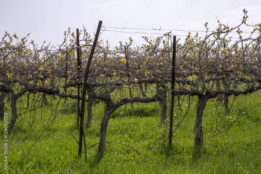 Spring landscape with vineyards