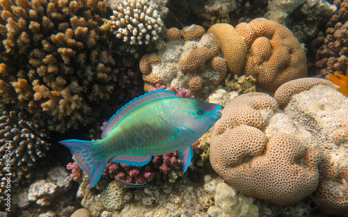 Turquoise Parrotfish