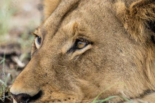 Ruhende Löwen auf Safari im Krüger Nationalpark © schame87