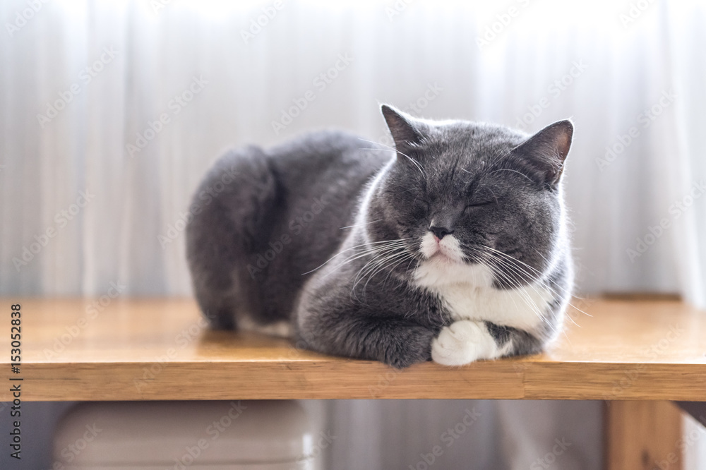 The gray British cat