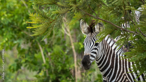 Zebra Fohlen auf Safari im Kr  ger Nationalpa