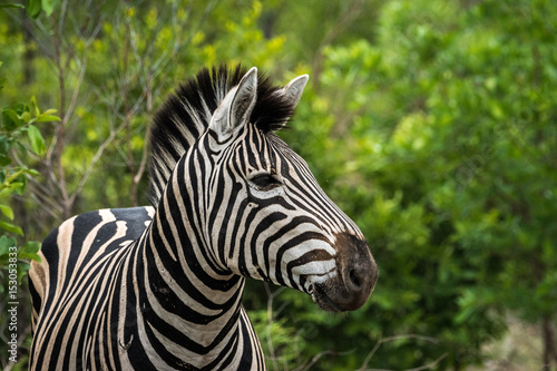 K  mpfende Zebrahengste auf Safari im Kr  ger Nationalpa