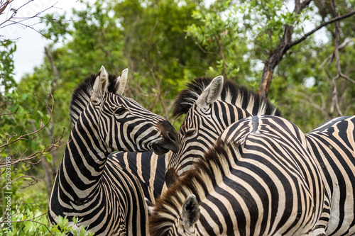 K  mpfende Zebrahengste auf Safari im Kr  ger Nationalpa