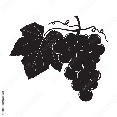 Grapes. Black silhouette. Hand drawn sketch