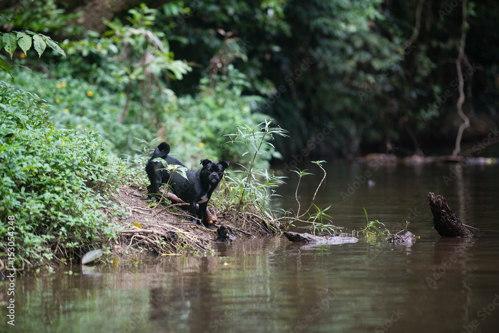 Fototapeta premium 水辺の犬