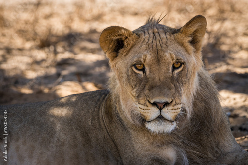 ruhende L  wen auf Safari in der Kalahari