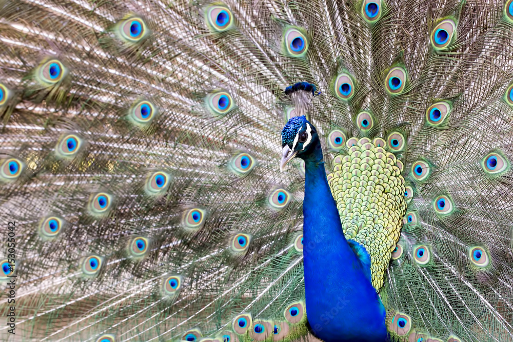 Fototapeta premium Tavus Kuşu