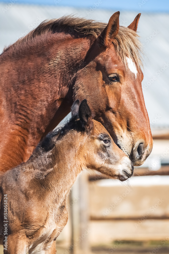 Fototapeta premium Newborn foal with his mother