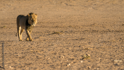Fototapeta Naklejka Na Ścianę i Meble -  Stattliches Kalahari-Löwen-Männchen
