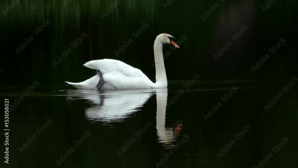 Mute swan swimming in dark water Mute swan swimming in dark water