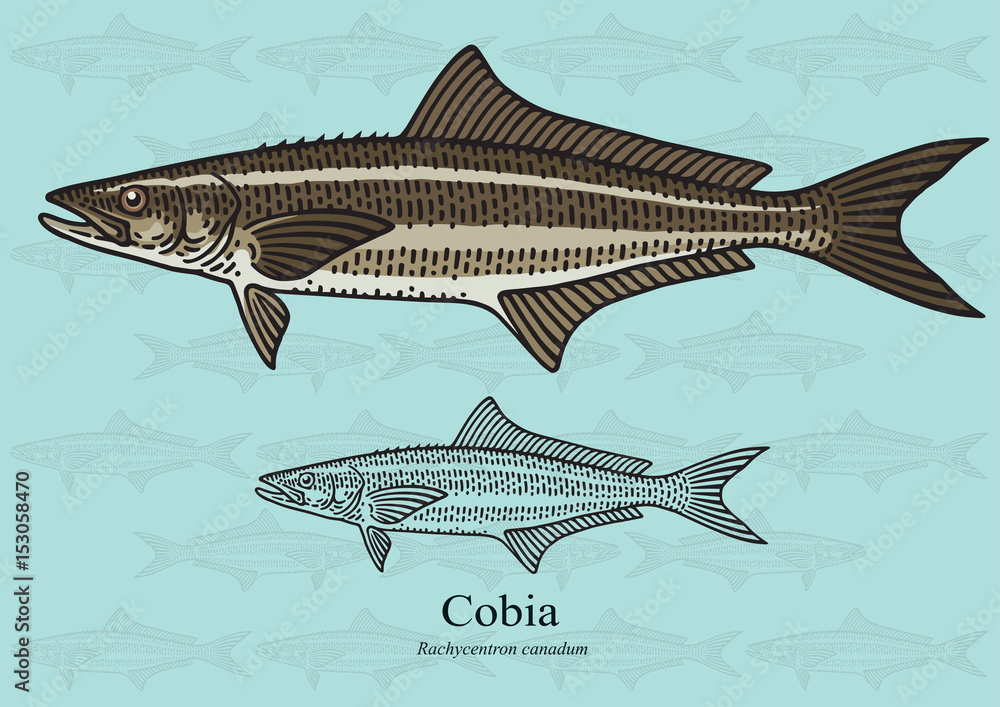 Fototapeta premium Cobia, Black Kingfish, Black Salmon. Vector illustration for artwork in small sizes. Suitable for graphic and packaging design, educational examples, web, etc.
