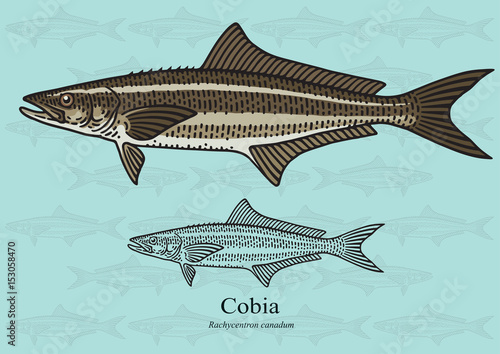 Cobia, Black Kingfish, Black Salmon. Vector illustration for artwork in small sizes. Suitable for graphic and packaging design, educational examples, web, etc.
