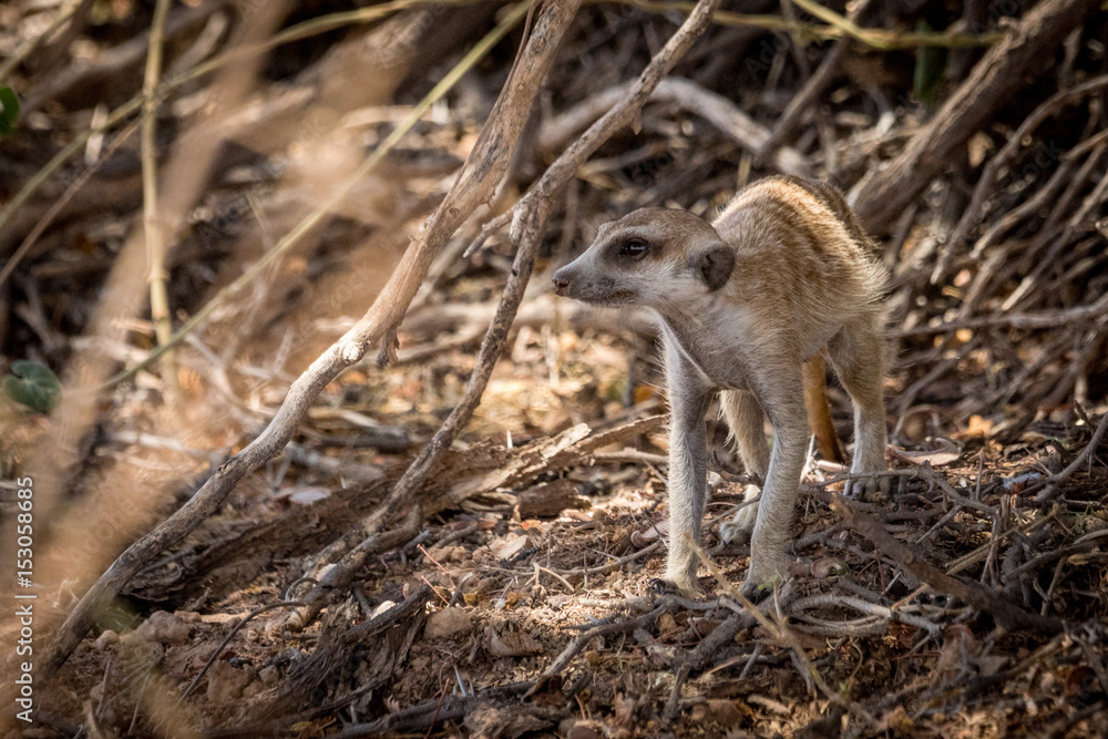 Obraz premium Erdmännchen in der Kalahari auf Futtersuche